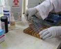 Lab
