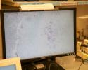 JHU-web-8763